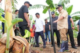 Tanam Beragam Jenis Hortikultura, Pj Gubernur Sulsel Kunjungi Desa Damai di Sidrap