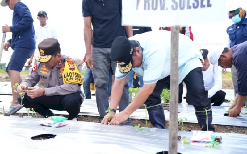 TANAM CABAI. Kapolda Sulsel Irjen Pol Andi Rian Ryacudu Djajadi turut serta melakukan panen sekaligus penanaman cabai bersama Pj Gubernur Sulsel Bahtiar Baharuddin, dan Bupati Wajo Amran Mahmud di Desa Lowa, Kecamatan Tanasitolo, Kabupaten Wajo, Jumat (29/12/2023). foto: istimewa