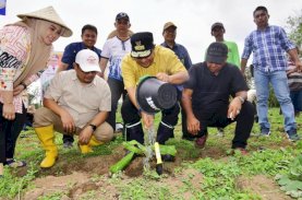 Warga Bantaeng Harap Tanaman Pisang Cavendish Ubah Perekonomian Petani