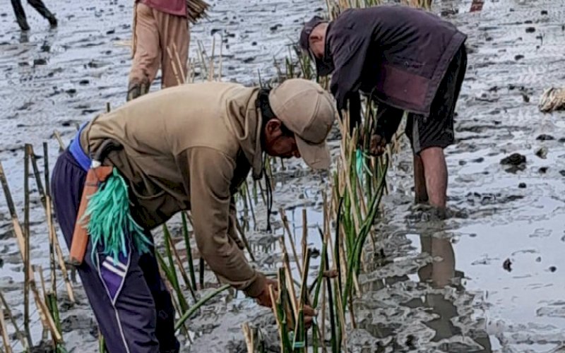 TANAM MANGROVE. Sebanyak 78 ribu batang pohon mangrove ditanam di kawasan perairan pesisir di Kabupaten Bone, Rabu (13/12/2023). foto: istimewa