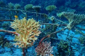 Camat Sangkarrang Minta Nelayan Tak Mengambil Coral di Wilayah Konservasi