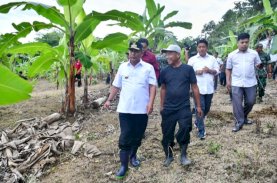 Cerita Abdul Hafid, Awalnya Beli Online Enam Pohon Bibit Pisang Cavendish