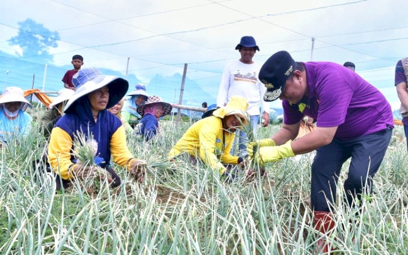 PANEN BAWANG. Pj Gubernur Sulsel, Bahtiar Baharuddin, bersama petani panen bawang merah di Desa Bubun Lamba, Kecamatan Anggeraja, Kabupaten Enrekang, Sabtu (13/1/2024). foto: istimewa