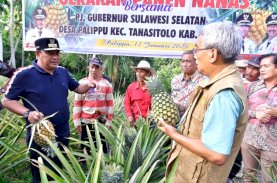 Desa Palippu Bakal Dijadikan Percontohan Pengembangan Nanas di Sulsel