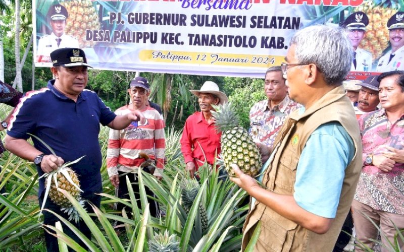 PANEN. Pj Gubernur Sulsel, Bahtiar Baharuddin, panen sekaligus menanam buah nanas di Desa Palippu, Kecamatan Tanasitolo, Kabupaten Wajo, Jumat (12/1/2024). foto: istimewa