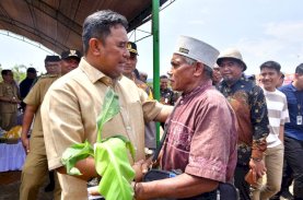 Tanam Perdana Pisang Cavendish di Lutim, Petani Terharu Terima Bantuan Bibit