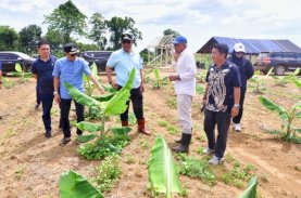 Ditanam Tiga Bulan Lalu, Pohon Pisang Cavendish di Mare Kini Setinggi Pinggang Orang Dewasa