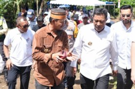 Kades di Pangkep Yakin Masyarakat Tertarik Tanam Pisang Cavendish