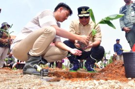 Menanam Bersama Pj Gubernur Sulsel, Petani Milenial Ikut Galakkan Budidaya Pisang Cavendish