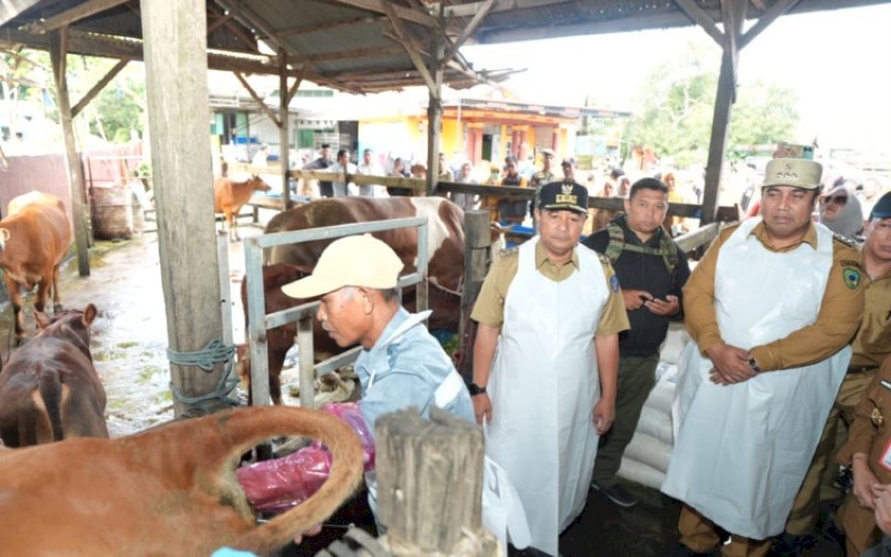 INSEMINASI BUATAN. Gubernur Sulsel Bahtiar Baharuddin didampingi Bupati Maros Chaidir Syam secara langsung melakukan praktik Inseminasi Buatan (IB/kawin suntik) di Rumah Potong Hewan H Pacong, di Lingkungan Pakalli, Alatenggae, Kecamatan Bantimurung, Kabupaten Maros, Selasa (30/1/2024). foto: istimewa