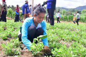 Kreativitas Petani di Sidrap, Tanam Pisang Cavendish Tumpang Sari dengan Kacang Tanah