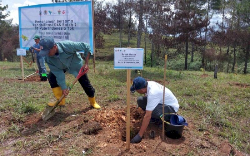 REHABILITASI. Vale Indonesia Tbk (PT Vale) kembali melakukan penanaman pohon sebagai bagian dari rehabilitasi Daerah Aliran Sungai (DAS) di Tana Toraja, Senin-Selasa (15-16/1/2024). foto: istimewa
