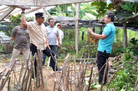 Pj Gubernur Sulsel Cek Lokasi Pembibitan Sukun yang Diinisiasi Kelompok Tani Desa Samaenre