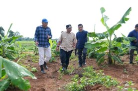 Empat Bulan Lagi Pisang Cavendish di Mare akan Dipanen