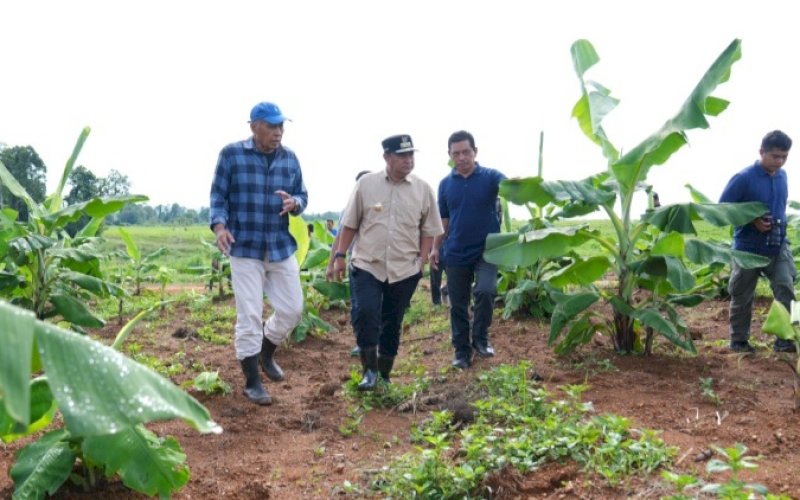 PENINJAUAN. Pj Gubernur Sulsel, Bahtiar Baharuddin, bersama perwakilan PTPN melakukan peninjauan pisang cavendish yang sudah berumur empat bulan di Kecamatan Mare, Kabupaten Bone, Sabtu (17/2/2024). foto: istimewa