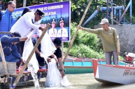 1,1 Juta Benih Ikan Ditebar di Danau Tempe, Program Ketahanan Pangan Pj Gubernur Sulsel