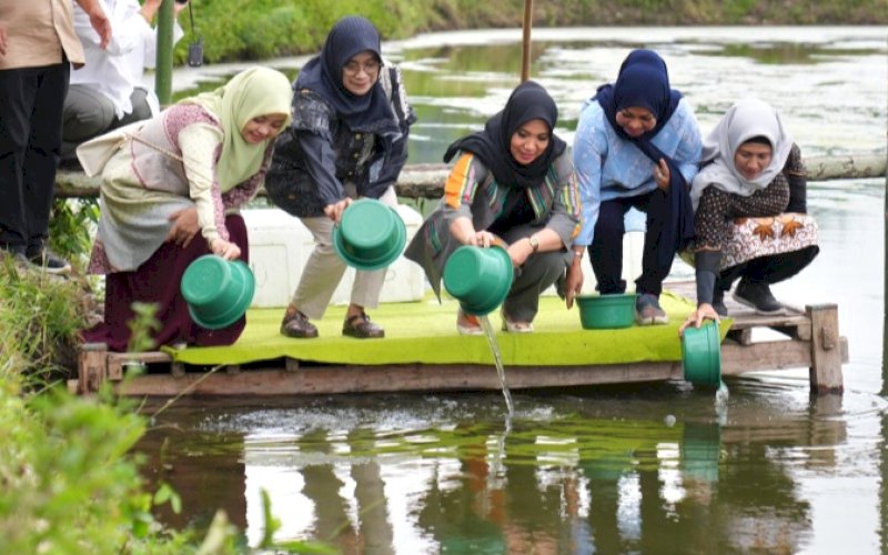 TEBAR BENUR. Pj Ketua Tim Penggerak PKK Sulsel, Sofha Marwah Bahtiar, melakukan penebaran benur udang vaname di Tambak Kelompok Pembudidaya Perikanan di Bacukiki Barat, Kota Parepare, Sabtu (17/2/2024). foto: istimewa