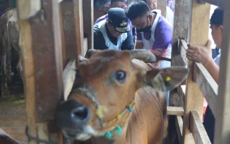 PENYUNTIKAN. Pj Gubernur Sulsel, Bahtiar Baharuddin, dibantu petugas peternakan kecamatan menyuntikkan sperma sapi simental ke ternak warga di Desa Ajjalireng, Kecamatan Tellu Siattinge, Kabupaten Bone, Rabu (13/3/2024). foto: istimewa