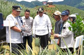 Pj Gubernur Target Sulsel Jadi Penghasil Nanas