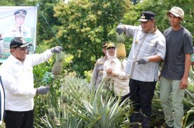 Tanam dan Panen Nanas di Barru, Pj Gubernur Sulsel Dorong Produksi hingga 1.000 Ha