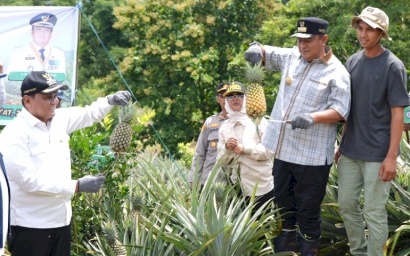 PANEN NANAS. Pj Gubernur Sulsel, Bahtiar Baharuddin, panen nanas di Dusun Bette, Desa Jangan-jangan, Kecamatan Pujananting, Kabupaten Barru, Jumat (22/3/2024). foto: istimewa