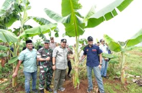 Pisang Cavendish di Gowa Dipanen Empat Bulan Lagi