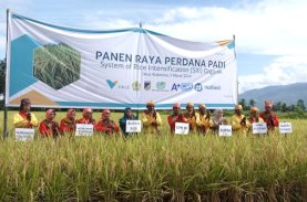 Vale dan Alkhairaat Sinergi Konsultan CSR Panen Perdana Padi SRI Organik di Sigi