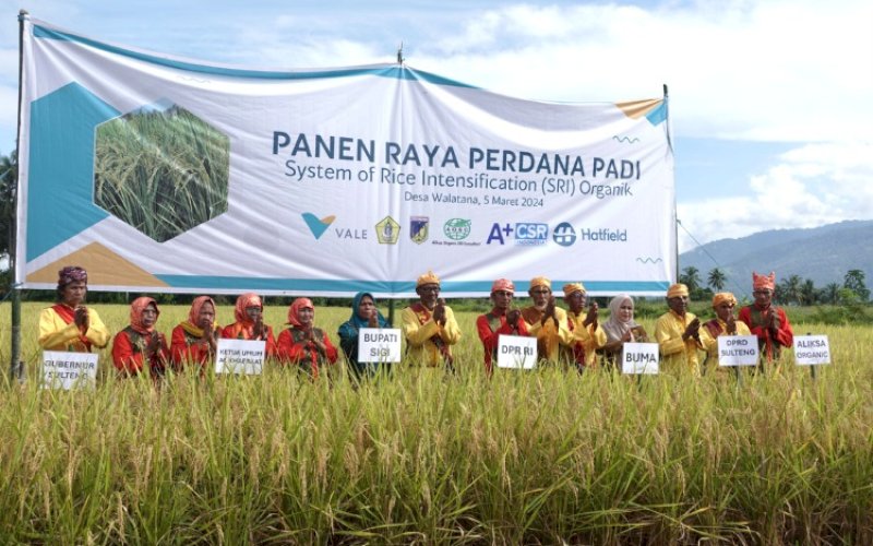 PANEN PERDANA. PT Vale Indonesia Tbk (PT Vale) dan Alkhairaat berkolaborasi bersama konsultan CSR Aliksa Organik SRI Consultant (AOSC), A+ CSR, dan Hatfield melakukan panen perdana pertanian SRI organik di Desa Walatana, Kecamatan Dolo Selatan, Kabupaten Sigi, Sulawesi Tengah, Selasa (5/3/2024). foto: istimewa