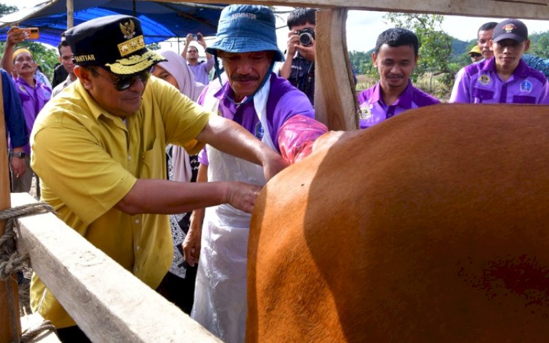 INSEMINASI BUATAN. Gubernur Sulsel, Bahtiar Baharuddin, melaksanakan program Inseminasi Buatan (IB) di Desa Kanco, Kecamatan Cina, Kabupaten Bone, Jumat (19/4/2024). foto: istimewa 