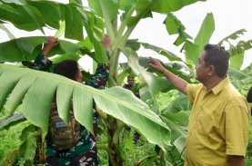 Pisang Cavendish yang Ditanam Warga di Dua Kabupaten Telah Berbuah