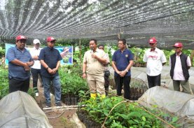 Pemprov Sulbar Melihat Langsung Sentra Pembibitan Sukun di Bone