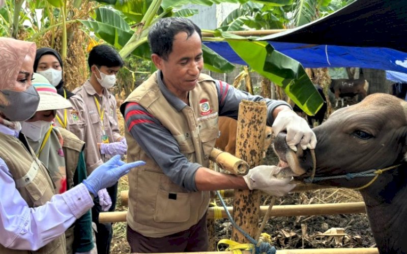PEMERIKAAN KESEHATAN. Tim Dinas Perikanan dan Pertanian Kota Makassar melakukan pemeriksaan kesehatan hewan kurban sesuai dengan Standar Operasional Prosedur (SOP) yang ketat. foto: istimewa