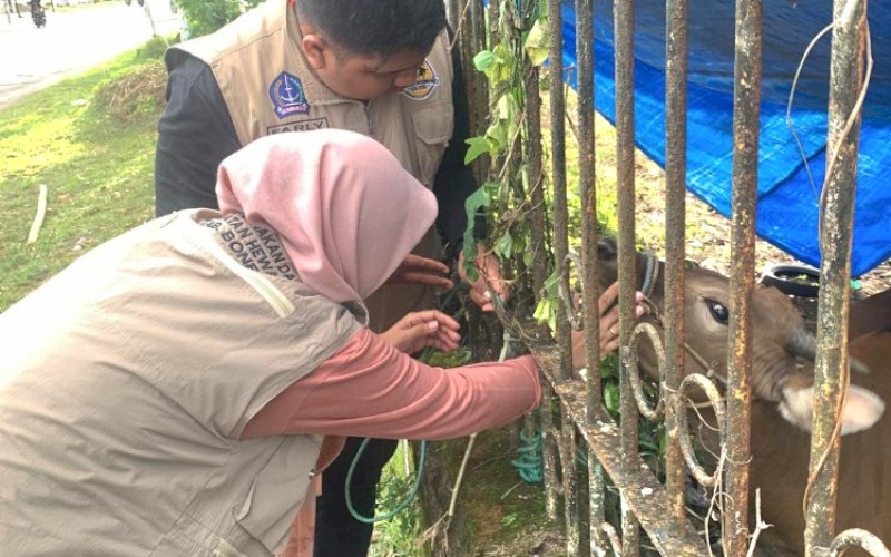 PEMERIKSAAN. Petugas Dinas Peternakan dan Kesehatan Hewan Kabupaten Bone memeriksa kesehatan hewan kurban milik Batalyon C Pelopor Satbrimob Polda Sulsel, Kabupaten Bone, Minggu (16/6/2024). foto: istimewa
