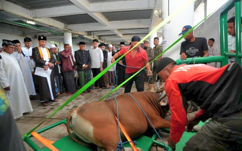 KURBAN. Pj Gubernur Sulsel, Zudan Arif Fakrulloh, menyaksikan langsung pemotongan hewan kurban di Pelataran Masjid Kubah 99 Asmaul Husna Makassar, Senin (17/6/2024). foto: istimewa