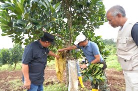 Pj Gubernur Sulbar Dorong Warga Menanam Hortikultura Secara Massal