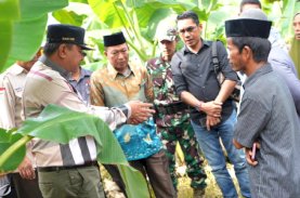 Serius Industrikan Pisang Kepo di Sulbar, Pj Gubernur Boyong OPD Studi Lapang di Maros
