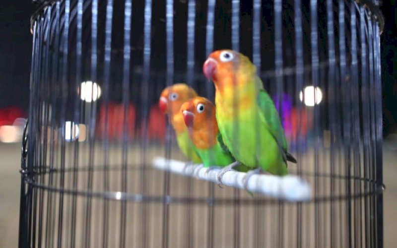 Ilustrasi. foto: istimewa