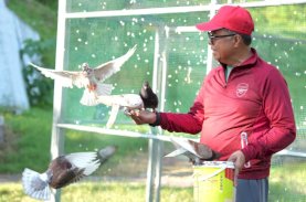 Sudah 500 Merpati ‘Bercanda’ di Kompleks Pemprov Sulbar, Sekda: Kita Dorong Menjadi Ikon Baru