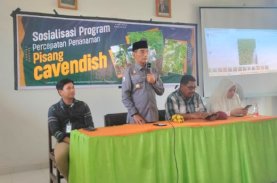 100 Ha Lahan Siap Pengembangan Pisang Cavendish Skala Bisnis di Polman