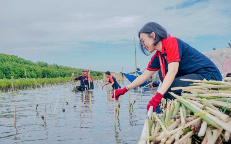 TANAM POHON. PT Midi Utama Indonesia atau Alfamidi Branch Makassar melakukan penanaman 3.000 pohon mangrove yang ditanam pada areal seluas 1 hektare di Kawasan Wisata Mangrove Lantebung, Tamalanrea, Kota Makassar, Selasa (30/7/2024). foto: istimewa