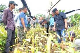 Pj Gubernur akan Buka Pusat Pembibitan Hortikultura di Sulbar