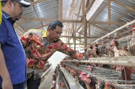 Sulbar Penyangga IKN, Pj Gubernur Dorong Peternak Tingkatkan Produksi Telur