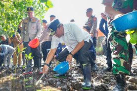 Pj Gubernur Sulbar Tebar Ribuan Benih Kepiting di Kalukku