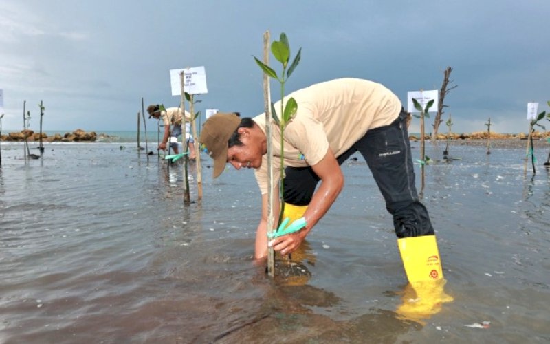 TANAM MANGROVE. PT Baoshuo Taman Industry Invesment Group atau yang dikenal Indonesia Huabao Industrial Park (Huabao Indonesia) terus berperan aktif dalam upaya pengelolaan sampah secara berkelanjutan di lingkungan kawasan industri sesuai dengan tujuan Sustainable Development Goals (SDGs), salah satunya dengan penanaman mangrove. foto: istimewa