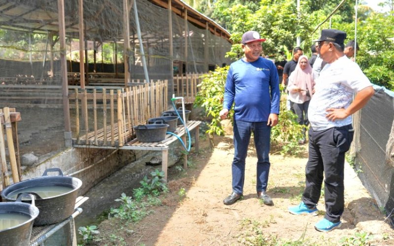 MENYAPA. Pj Gubernur Sulsel, Bahtiar Baharuddin, kembali menyapa masyarakat petani dan peternak dengan mendatangi langsung lokasi usaha masyarakat di Polewali Mandar (Polman), Senin (16/9/2024). foto: istimewa