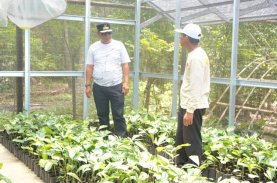 Pj Gubernur Sulbar Beli 3.000 Bibit Aren di Polman