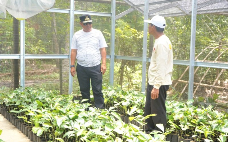 PENINJAUAN. Pj Gubernur Sulbar, Bahtiar Baharuddin, meninjau salah satu lokasi pembibitan aren di Kecamatan Alu, Kabupaten Polman, Sulbar, Selasa (17/9/2024). foto: istimewa