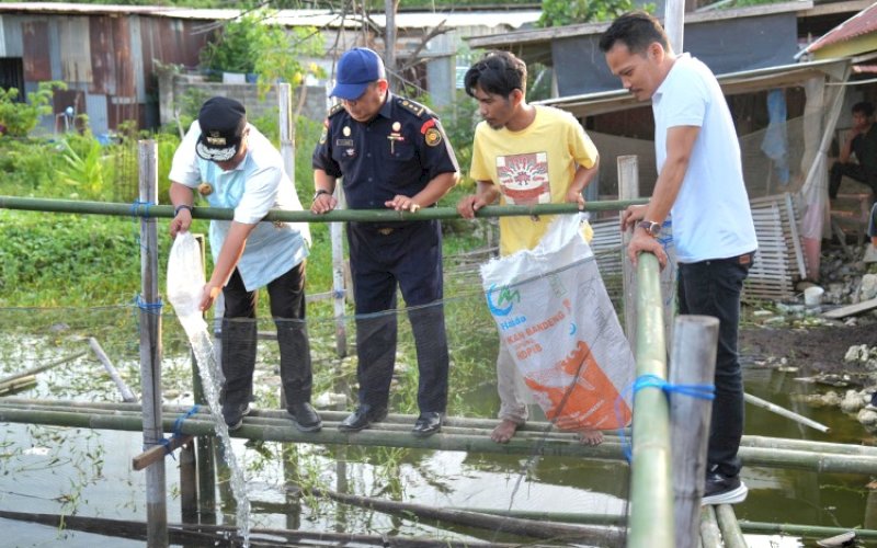 TEBAR BIBIT. Pj Gubernur Sulbar, Bahtiar Baharuddin, menebar bibit ikan nila saat menghadiri kegiatan Pemuda Pelopor Gerakan Pangan Sulbar, Jumat (25/10/2024). foto: istimewa