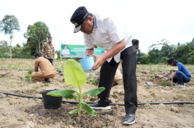 Warga Pasangkayu Mulai Kembangkan Pisang Cavendish, Pj Gubernur Sulbar Pastikan Ekonomi Masyarakat akan Meningkat