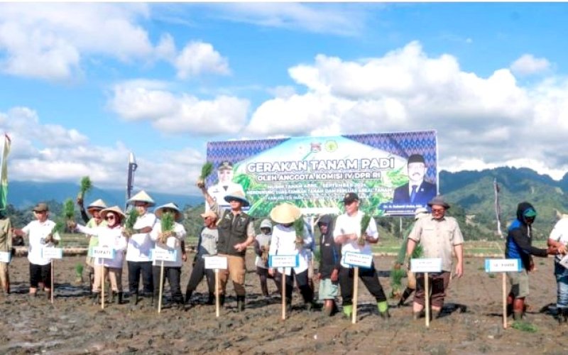 TANAM PADI. Gerakan Tanam Padi yang dilaksanakan Anggota DPR RI Komisi IV yang dipimpin salah satu Anggota DPR RI Suhardi Duka yang juga merupakan legislator dari daerah pemilihan Provinsi Sulbar. foto istimewa